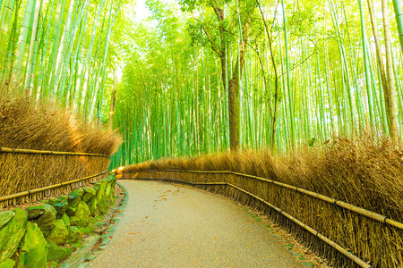 在日本京都的阿拉希山竹布格罗夫森林中图片