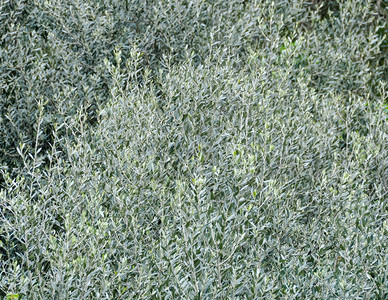 春天的橄榄树叶意大利图片