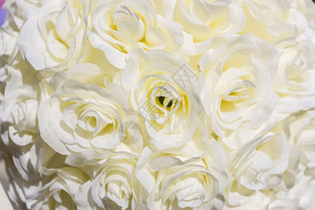 一束白花的特写图片