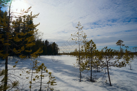 在冬季森林的边缘白雪上有长的阴影图片