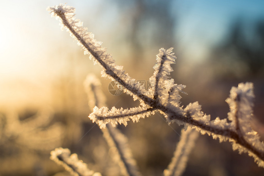 阳光下覆盖着冰的树枝图片