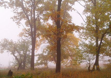 有雾的早晨的秋天森林图片