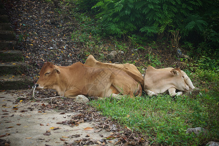 母牛和小牛睡在草丛中图片