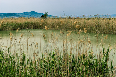 池塘上的芦苇丛图片