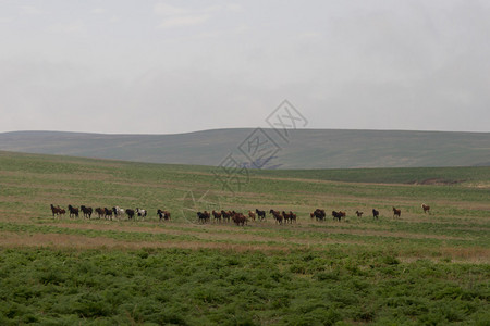 在阿拉木图附近的哈萨克斯坦图片