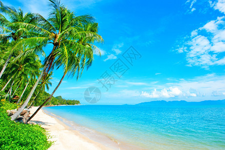 热带海岸有挂棕榈树的海滩图片
