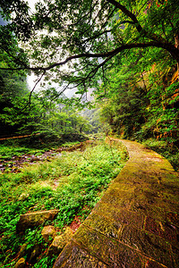 湖南省张家吉森林公园绿树林中流星石路的景象图片
