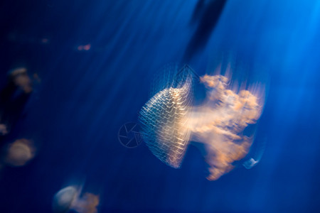 深蓝色背景的Jellyfis图片