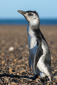 巴塔哥尼亚小企鹅关闭海滩上的图片