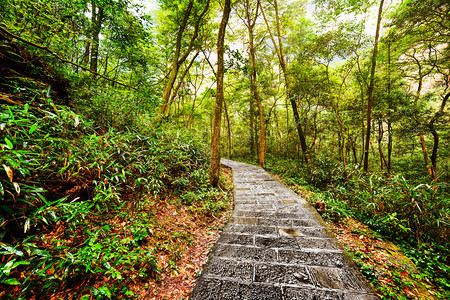 湖南省Zhangjiajie森林公园的绿林中走过景色石图片