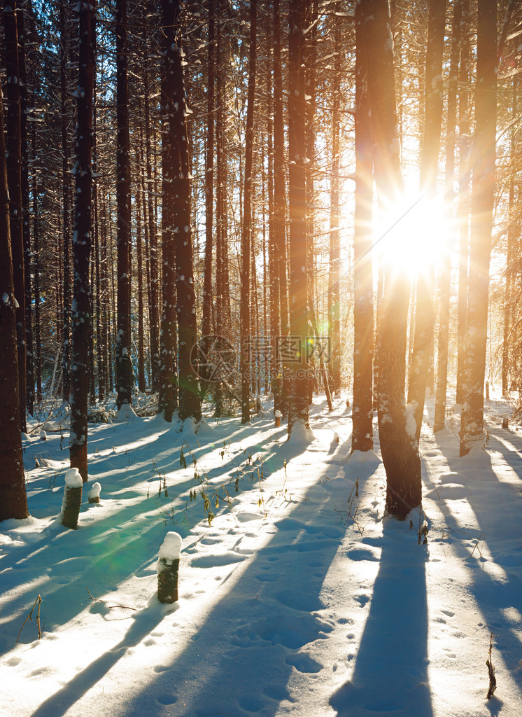 太阳光穿透冬季松树林长雪上树木的图片