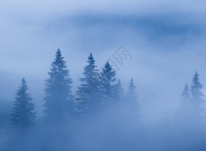 松树林上空的云雾图片