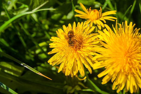 夏日的花朵上坐着蜜蜂图片