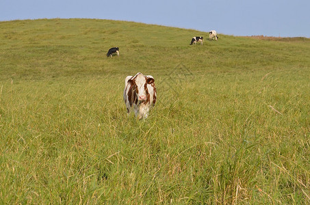 数头奶牛在包括一头红白奶牛的滚动山图片