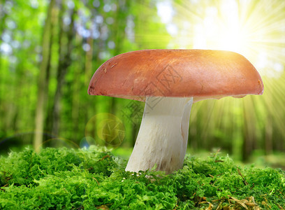 绿色苔藓中的蘑菇红图片