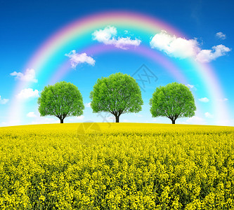 春天风景的彩虹与油菜田图片