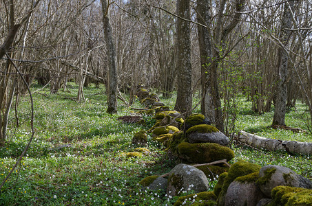 在瑞典奥兰岛的森林里环绕着鲜花向风花的一图片