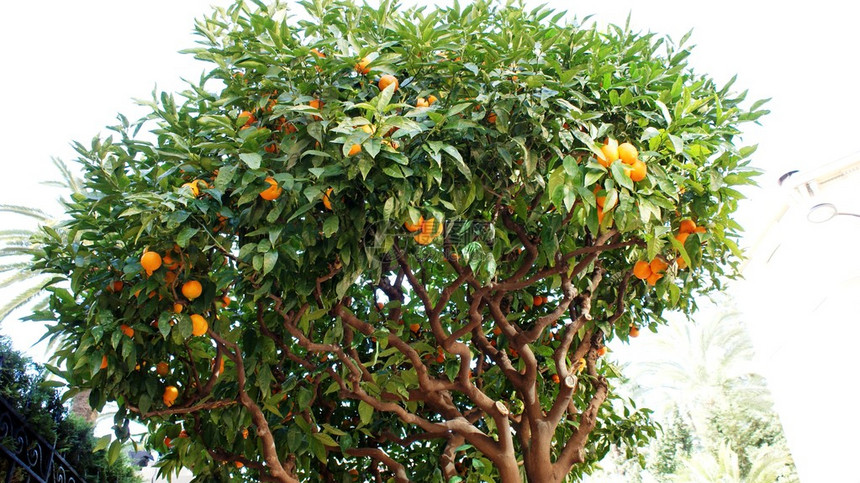 冬季橙树摩纳图片