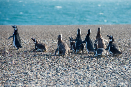 巴塔哥尼亚企鹅群图片