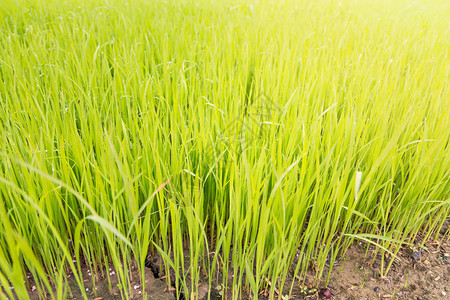 在稻田中播种稻草图片