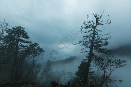 尼泊尔喜马拉雅山的丛林图片