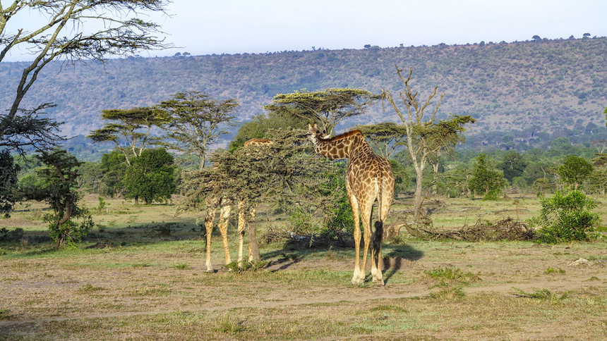 肯尼亚MasaiMara公园的G图片