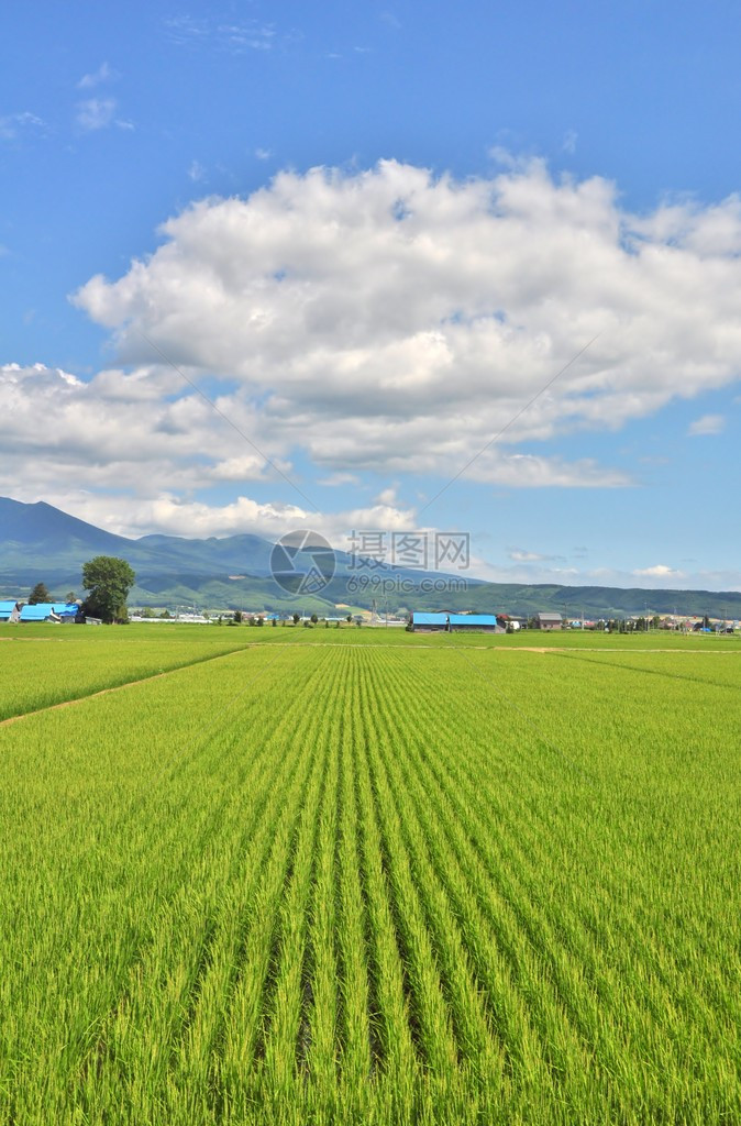 日本北海道的稻田山峦和蓝天图片
