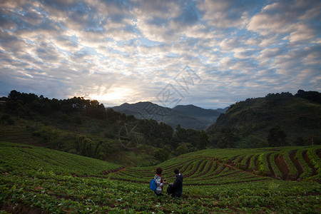 清迈安康山草莓园的早晨日出泰国图片