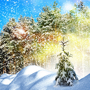 冬季森林冬季景观抽象的冬季圣诞节背图片