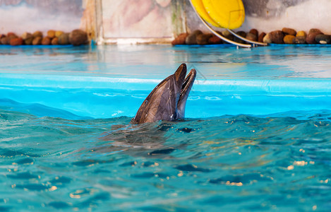 海豚在泳池里在明斯图片