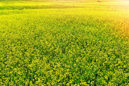 腌冬菜夏月风景黄花冬背景