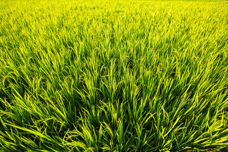 绿草如茵的绿色稻田图片