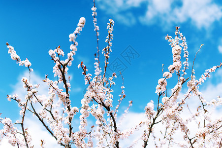 盛开的樱花映衬着蓝天图片