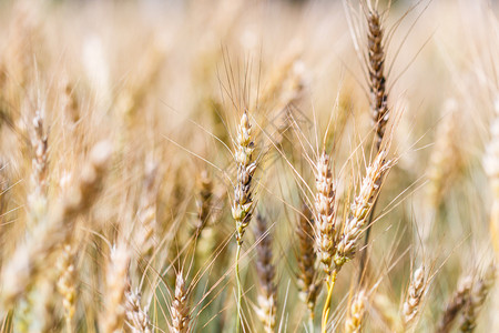 特写成熟的小麦和大麦田图片