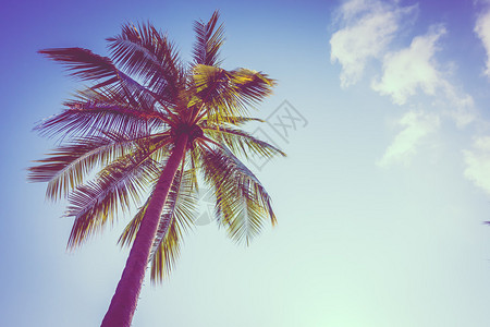 蓝色天空背景的美丽的椰子棕榈树图片