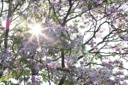 泰国紫薇或塔巴克树上的太阳半径图片