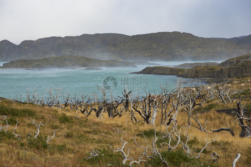 智利麦哲伦地区TorresdelPaine公园荒野中的LagoNordenskjold被风吹图片