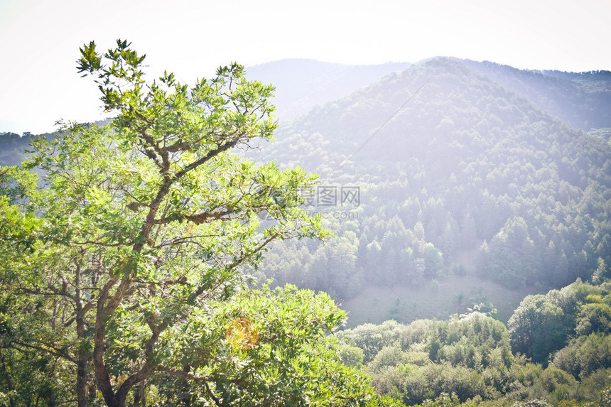 喀尔巴阡山的树木图片