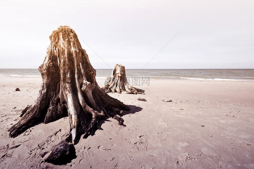 枯死的树干位于波罗的海波兰斯洛温斯基公园的海滩上罕见的3000图片