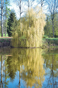 春天河上的柳树带过滤器图片