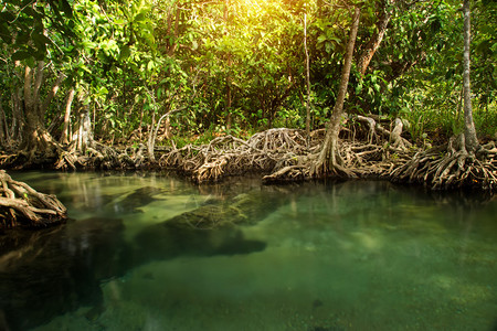 神奇的大自然绿水在森林中阳光照耀图片