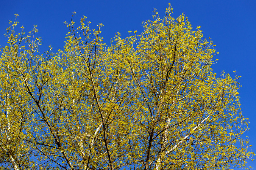 在蓝天背景的秋天黄色树图片
