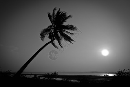 日落时海滩上的黑白剪影椰子树图片
