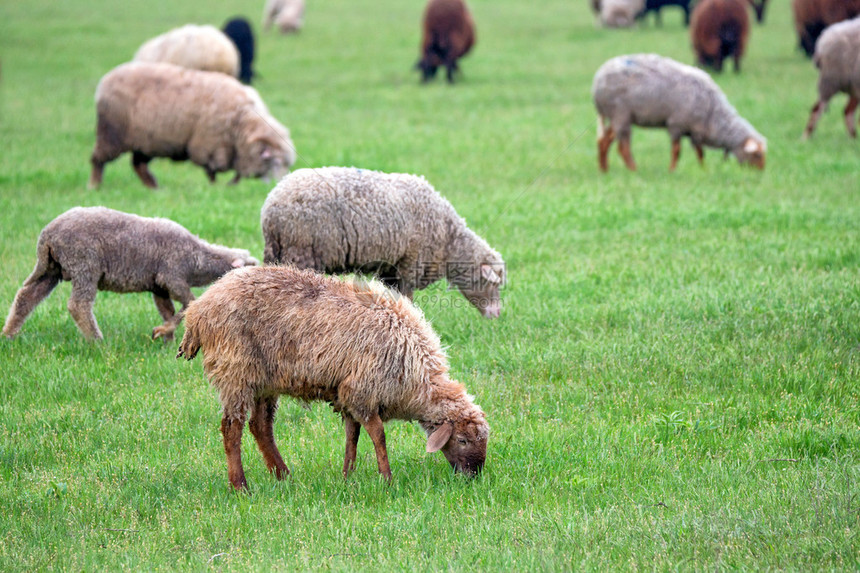 羊群在绿色的草甸牧场上吃草图片