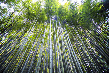 京都亚林山的美丽的竹布森林光亮图片