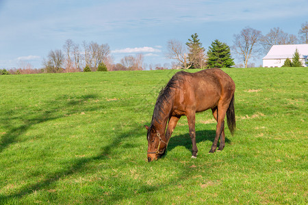 马匹在马场的绿草地上放图片