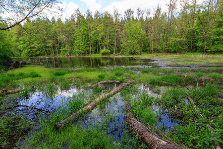 绿色森林中的老沼泽图片