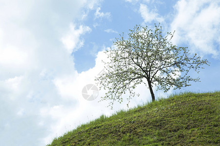 里格斯堡山上的苹果树背景