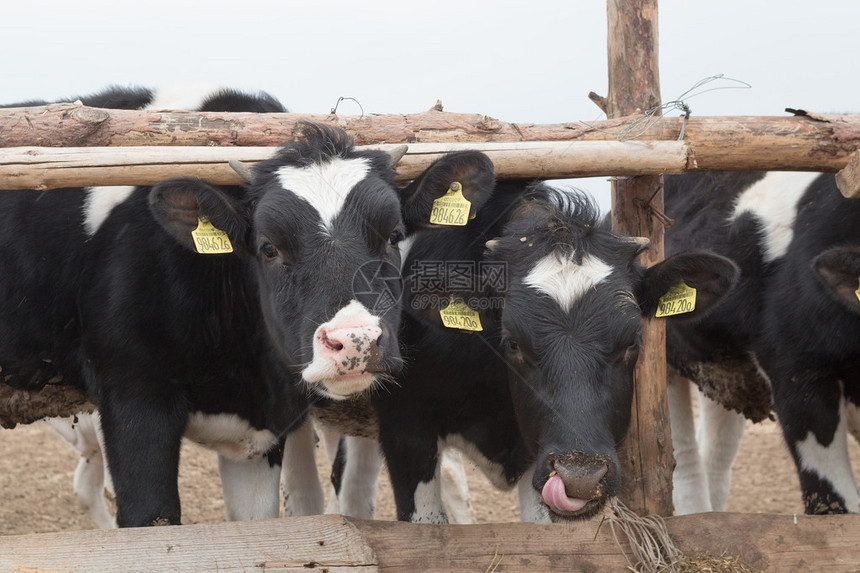 畜群的好奇黑色和白色的荷斯坦奶牛图片