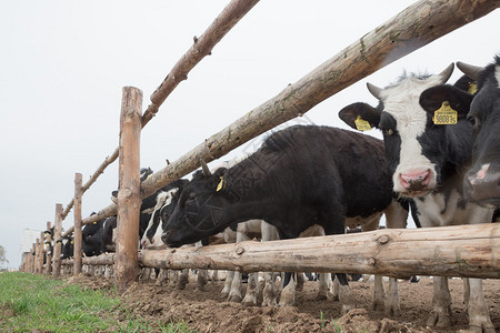 一群好奇的黑白荷斯坦奶牛和小母牛排成一排站在牧场里看着镜头图片